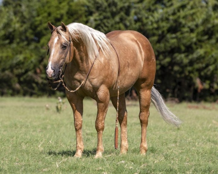 Billy palomino Quarter Horse gelding