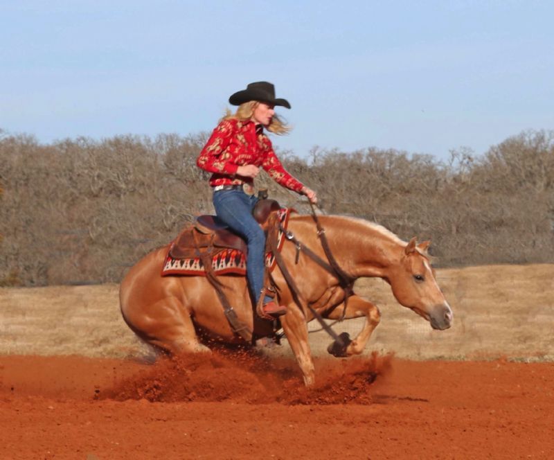 Billy palomino Quarter Horse gelding