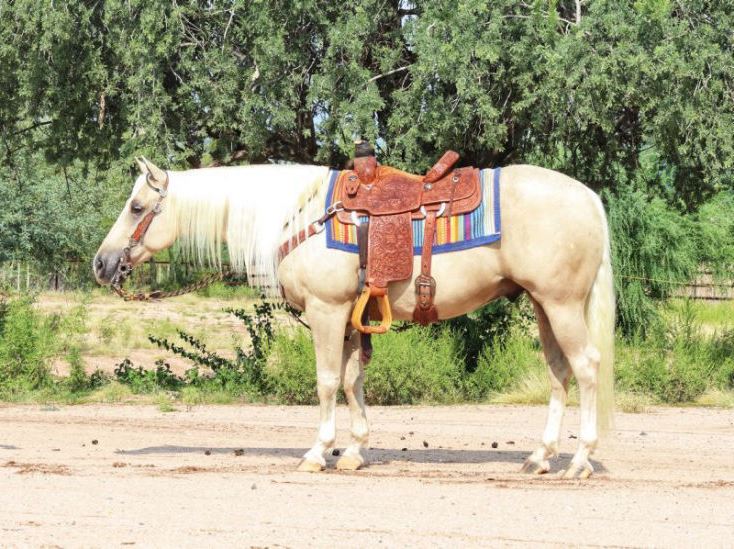 Biscuit palomino Quarter Horse gelding