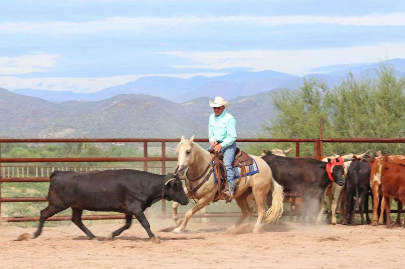 Biscuit palomino Quarter Horse gelding