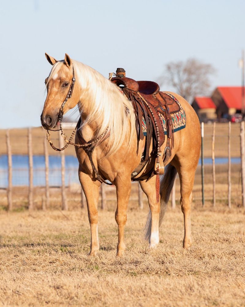 Bishop palomino Quarter Horse gelding