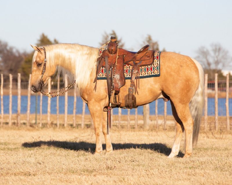 Bishop palomino Quarter Horse gelding