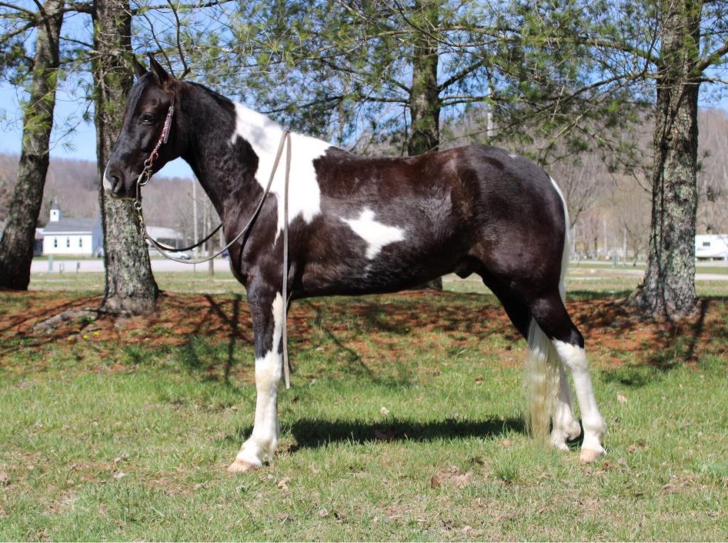 Blaze black tobiano Spotted Saddle Horse gelding