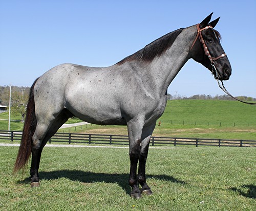 Blue true blue roan Tennessee Walking Horse gelding