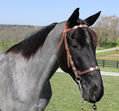 Blue true blue roan Tennessee Walking Horse gelding