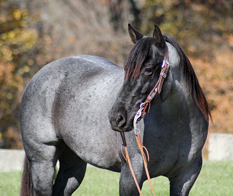 Bolt blue roan Quarter Horse gelding