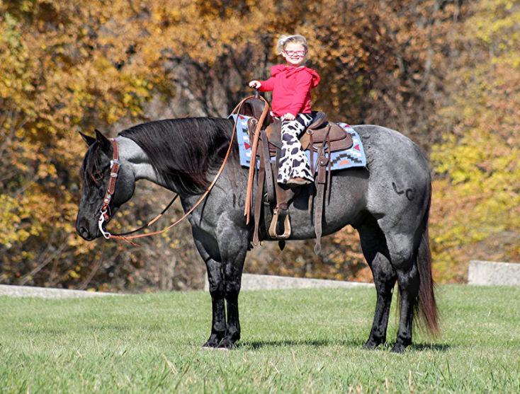 Bolt blue roan Quarter Horse gelding