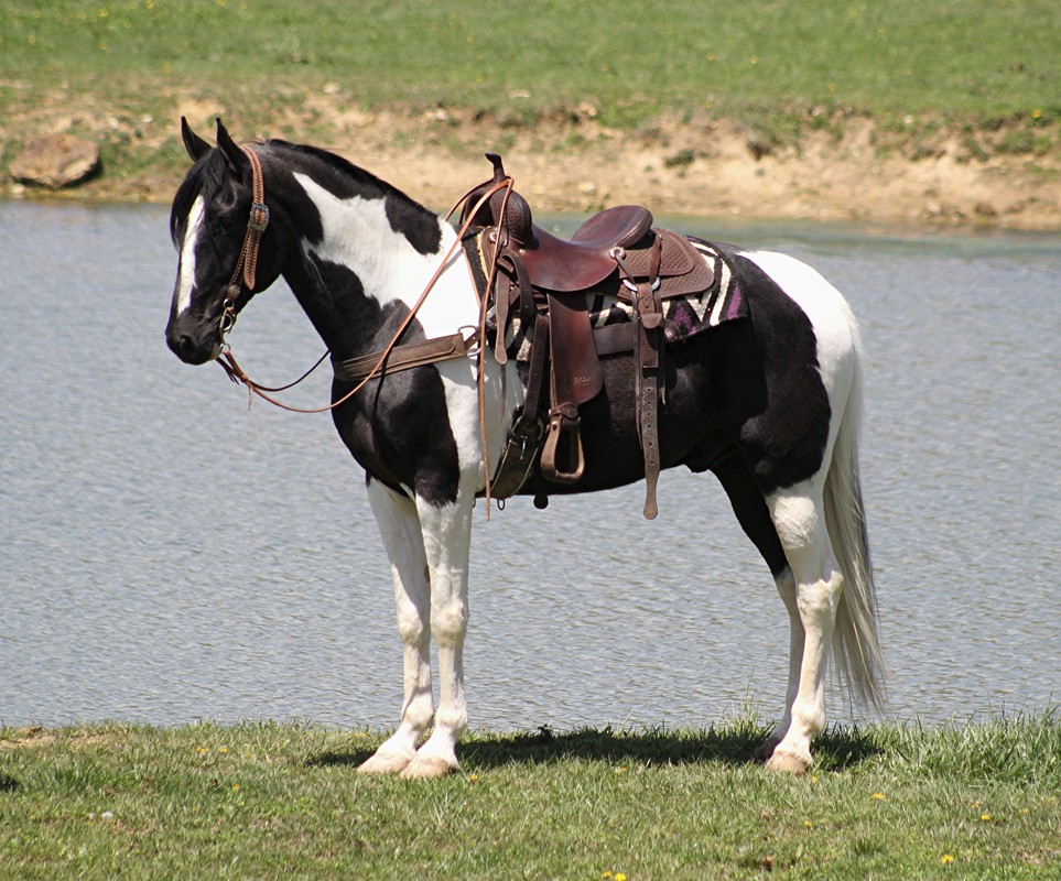 Bonito black tobiano Tennessee Walking Horse gelding
