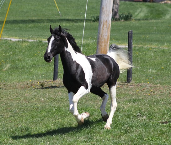 Bonito black tobiano Tennessee Walking Horse gelding