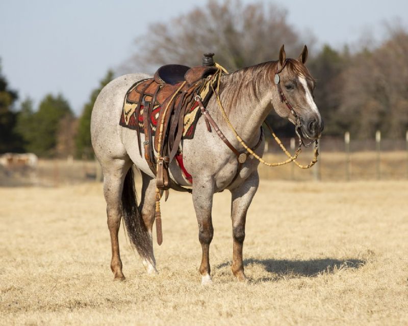 Boomer red roan Quarter Horse gelding