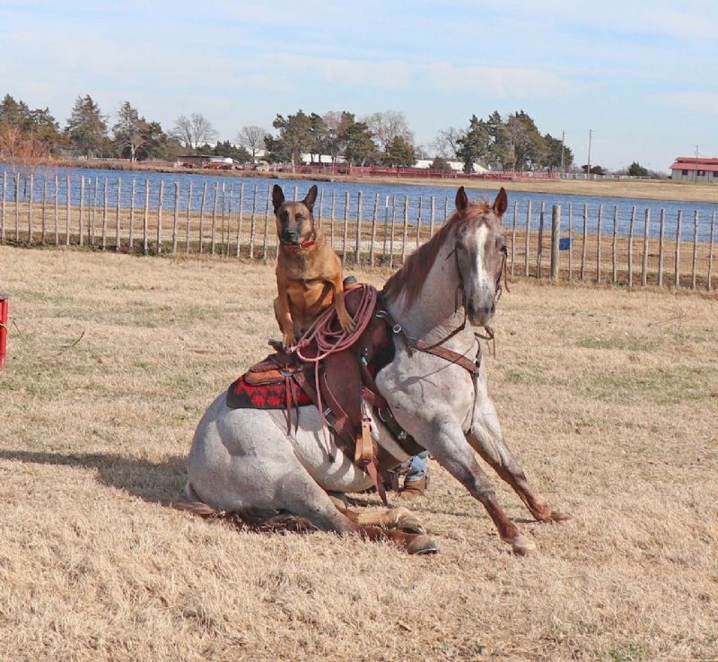 Boomer red roan Quarter Horse gelding