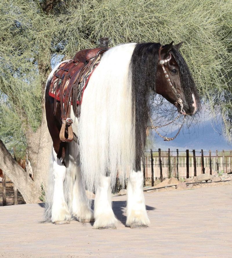 Boris black tobiano Gypsy Vanner gelding