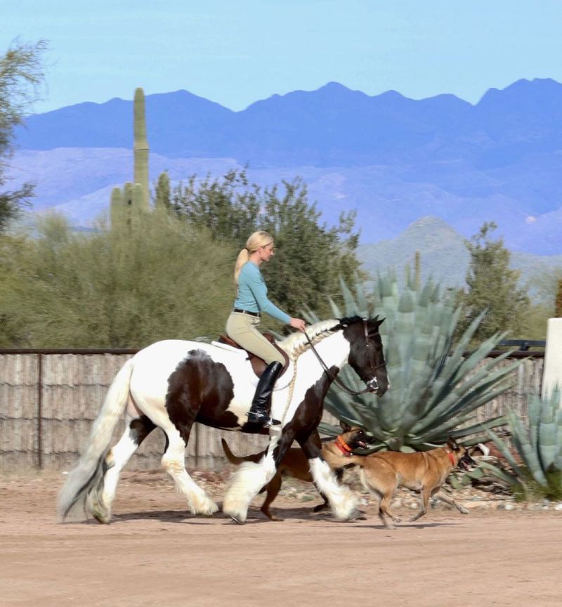 Boris black tobiano Gypsy Vanner gelding