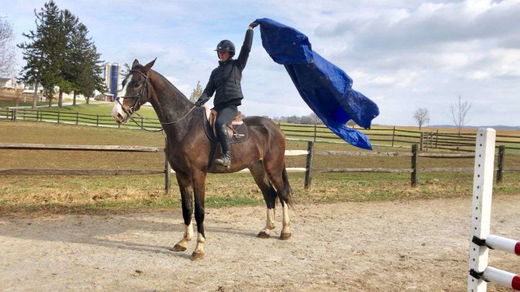 Boss bay Dutch Warmblood gelding