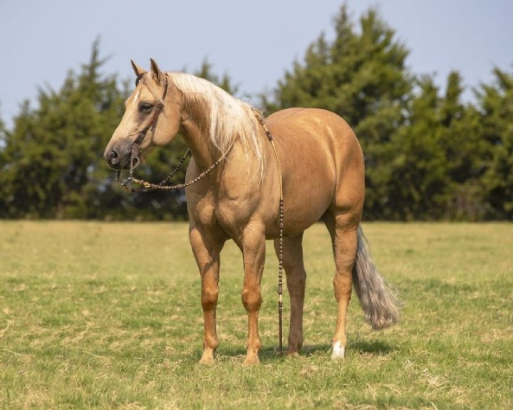 Bourbon palomino Quarter Horse gelding