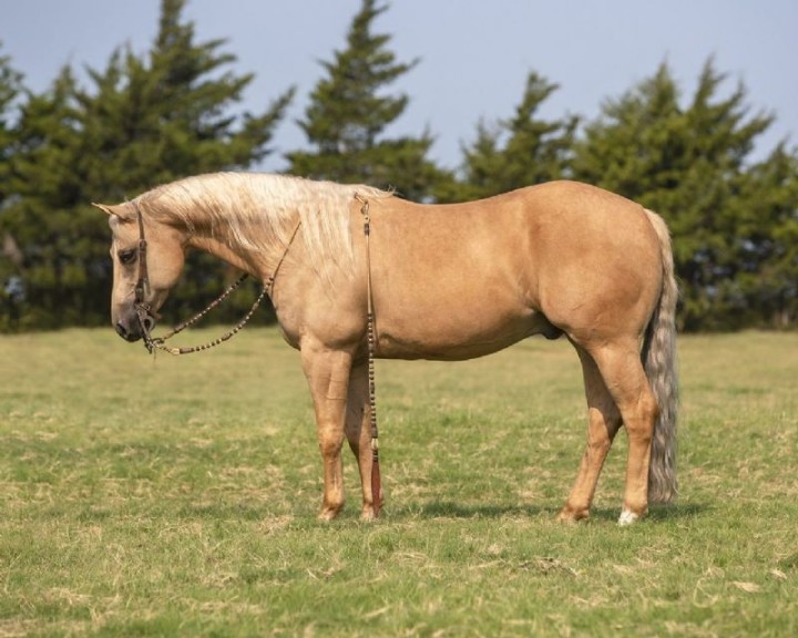 Bourbon palomino Quarter Horse gelding