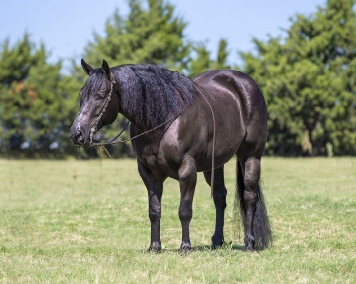 Breeze black Quarter Horse gelding