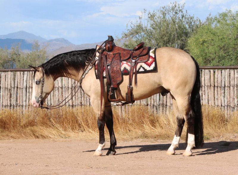 Broli buckskin Quarter Horse gelding with blue eyes