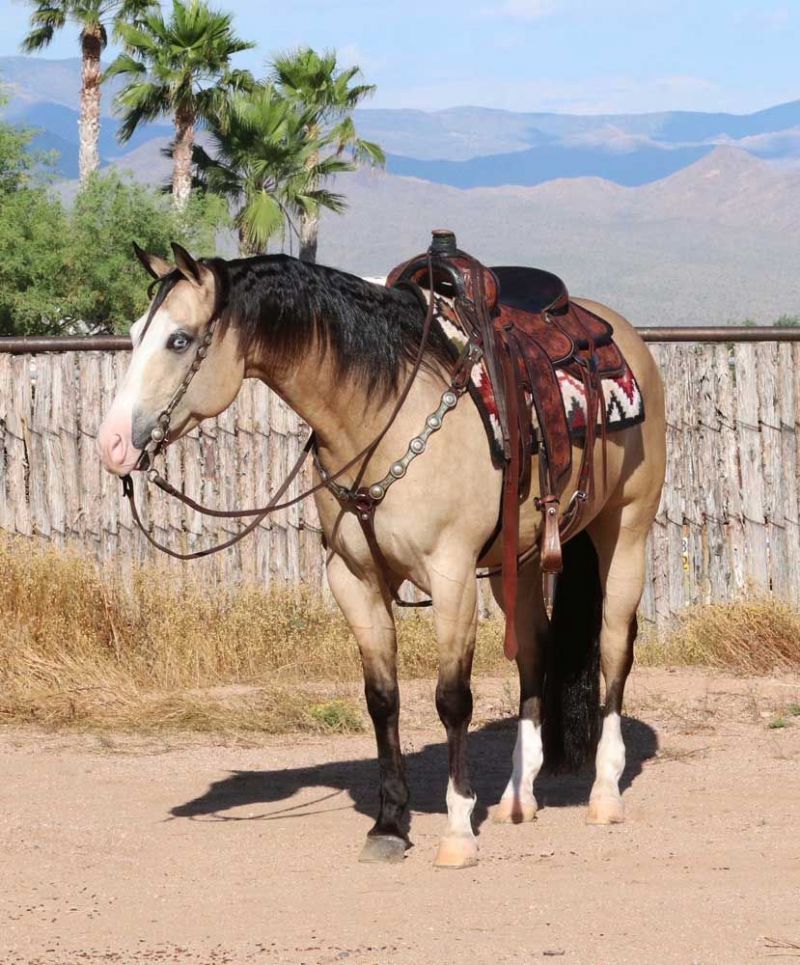 Broli buckskin Quarter Horse gelding with blue eyes