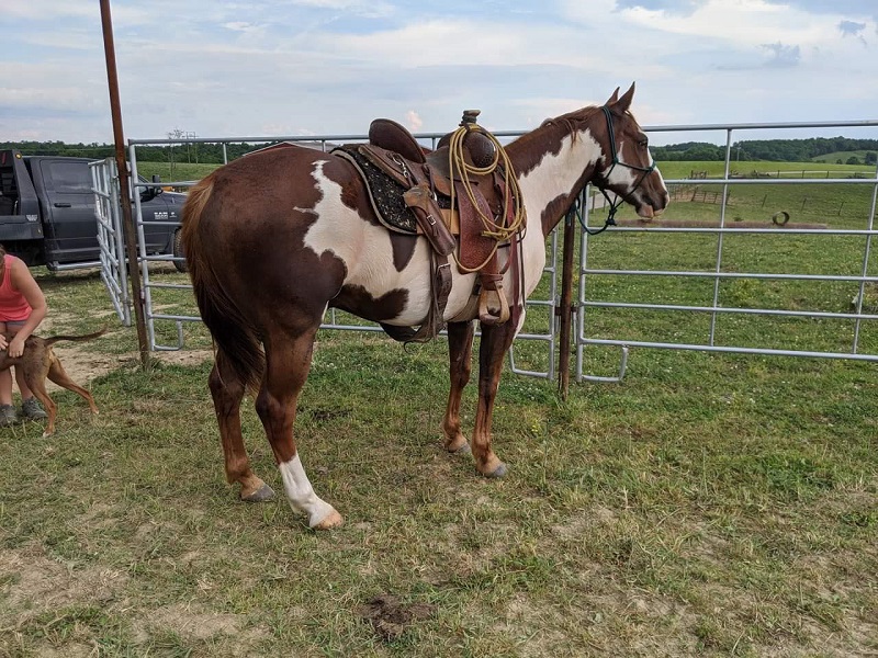 Bruce Lee sorrel overo Paint Horse gelding