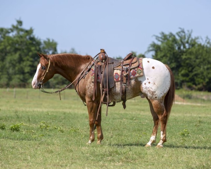 Bubblegum buckskin Quarter Horse gelding