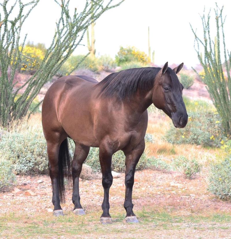Bucky grulla Quarter Horse gelding