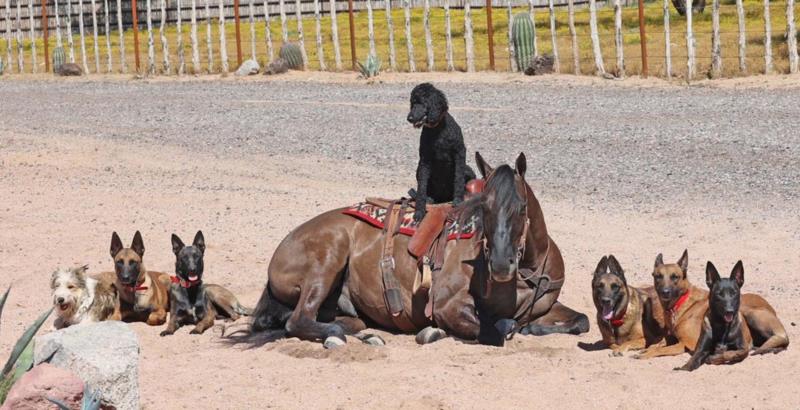 Bucky grulla Quarter Horse gelding