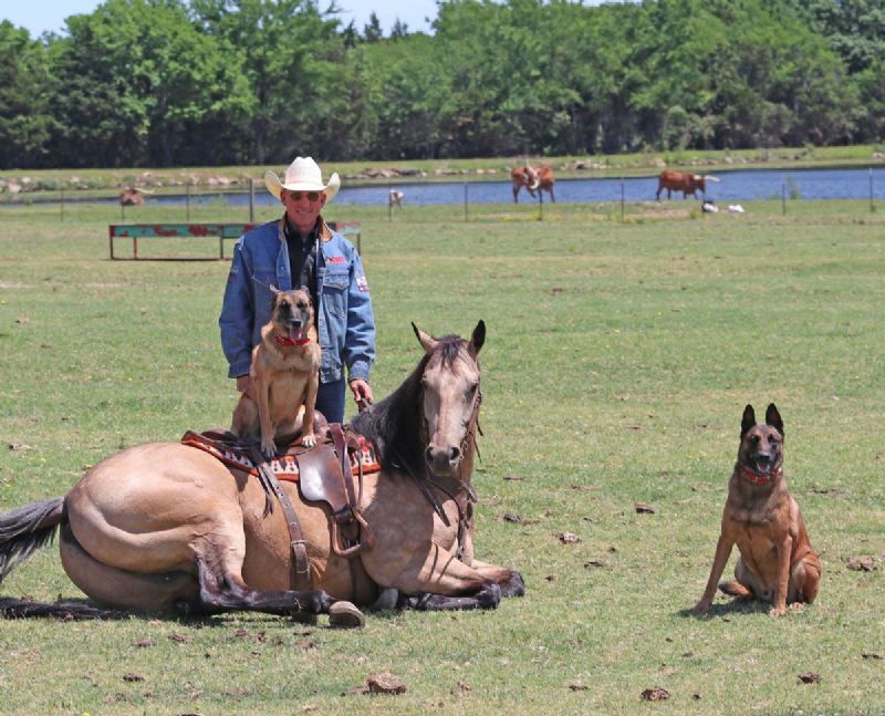 Buzz buckskin Quarter Horse gelding