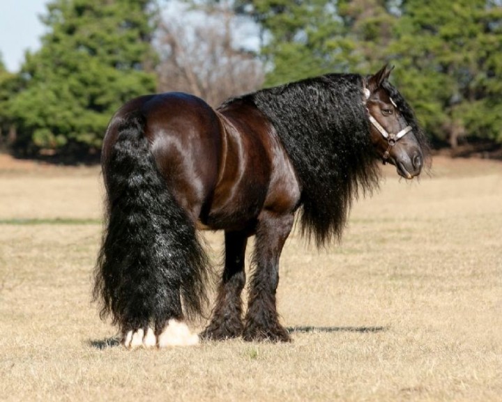 Calypso black Gypsy Vanner gelding