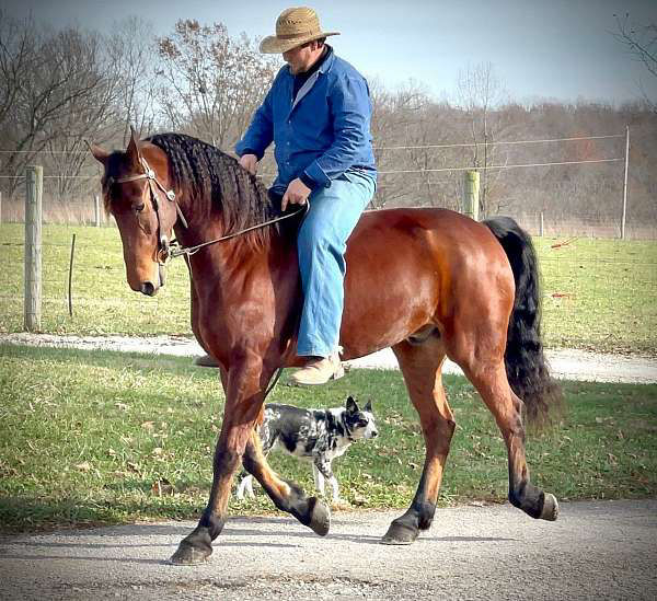 Captain bay Friesian x Morgan gelding