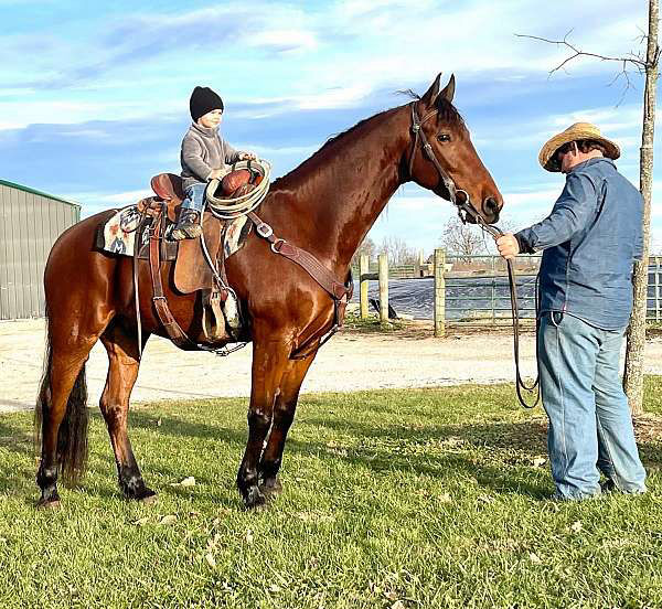 Captain bay Friesian x Morgan gelding