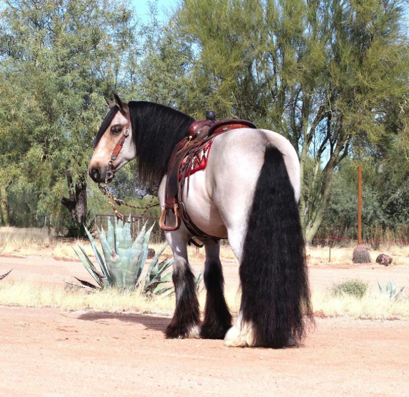 Carson buckskin Gypsy Vanner gelding