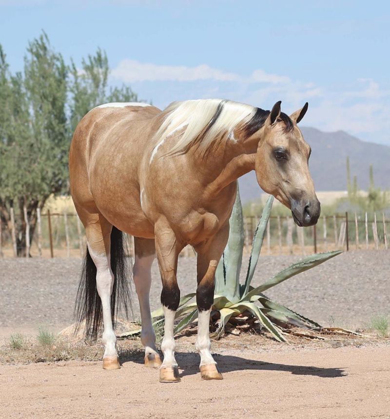 Casanova buckskin tobiano Paint Horse gelding