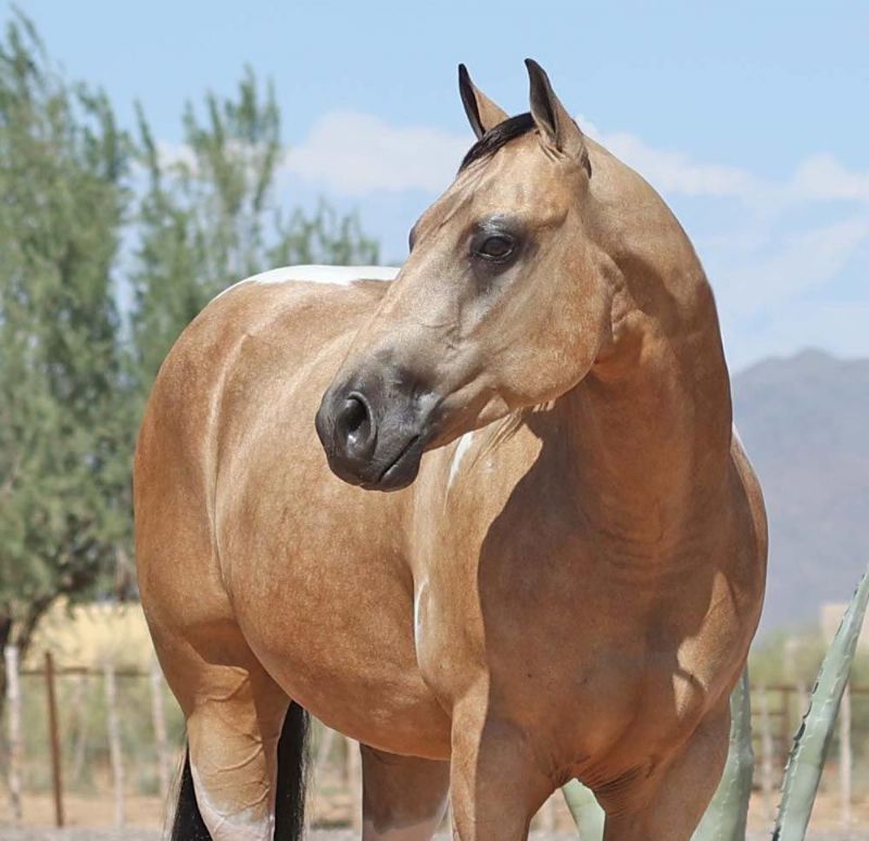 Casanova buckskin tobiano Paint Horse gelding