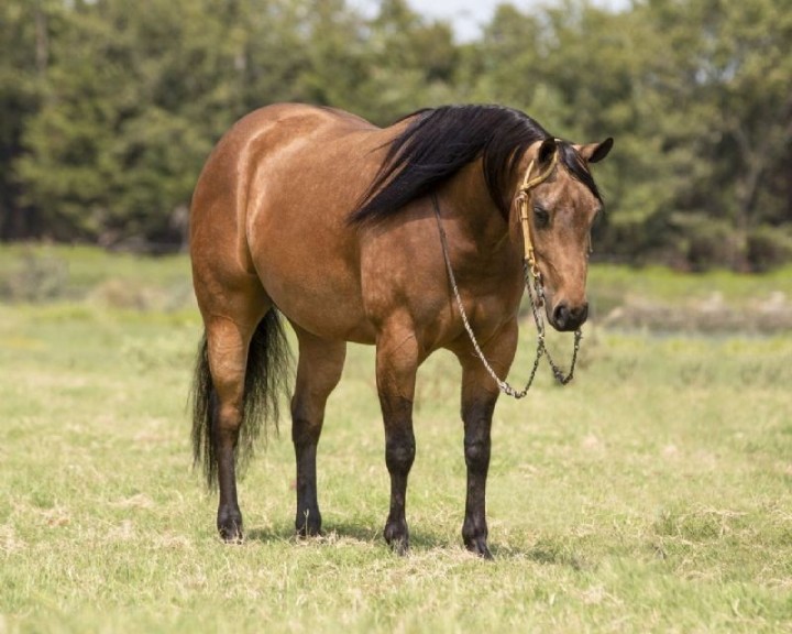 Cash buckskin Quarter Horse gelding