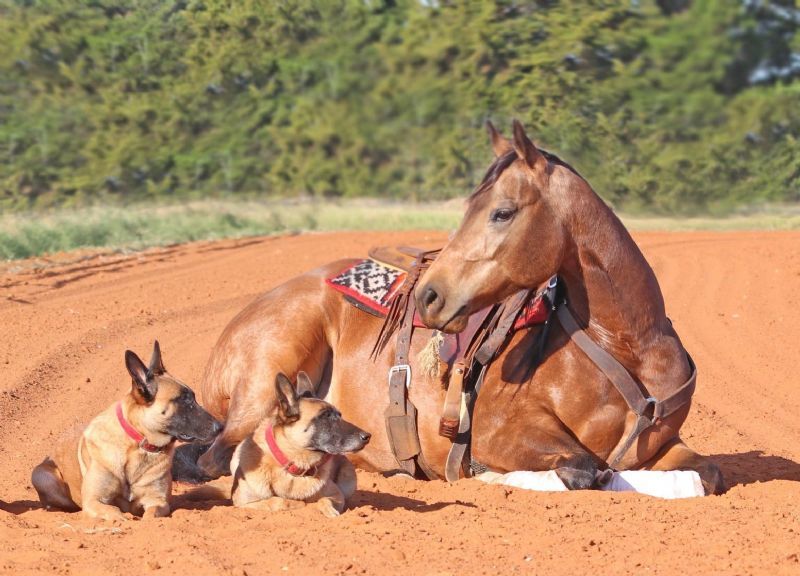 Cash buckskin Quarter Horse gelding