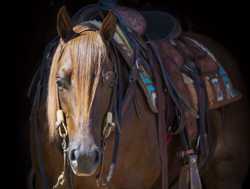 Champion chestnut Quarter Horse gelding