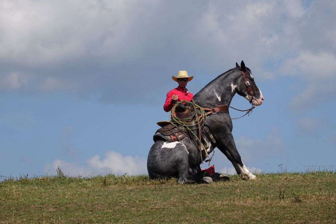 Cherokee blue roan Quarter Horse gelding