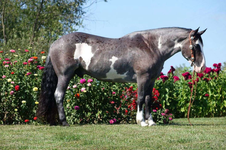 Cherokee blue roan Quarter Horse gelding