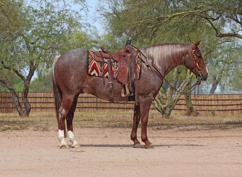 Chewy red roan Quarter Horse gelding