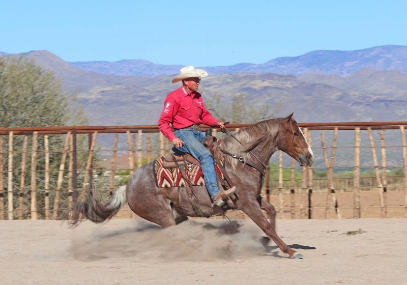 Chewy red roan Quarter Horse gelding