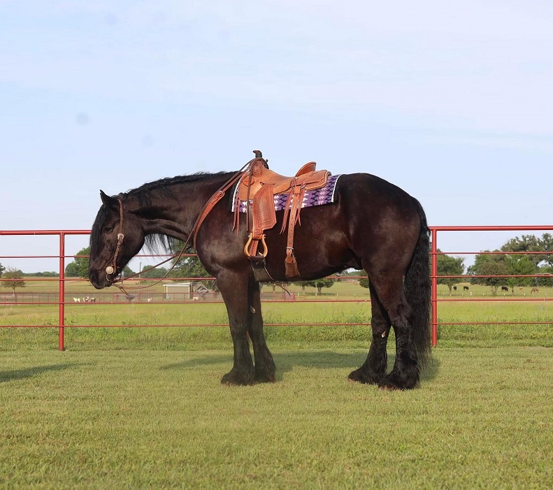 Cheyenne black Percheron cross gelding