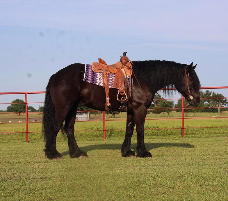 Cheyenne black Percheron cross gelding