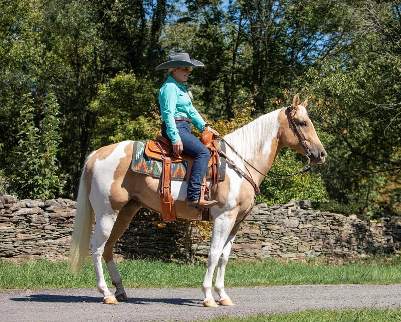 Chlautile palomino tobiano Paint Horse mare