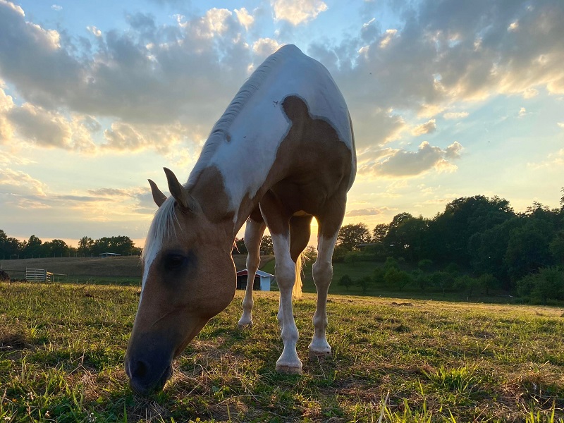 Chlautile palomino tobiano Paint Horse mare