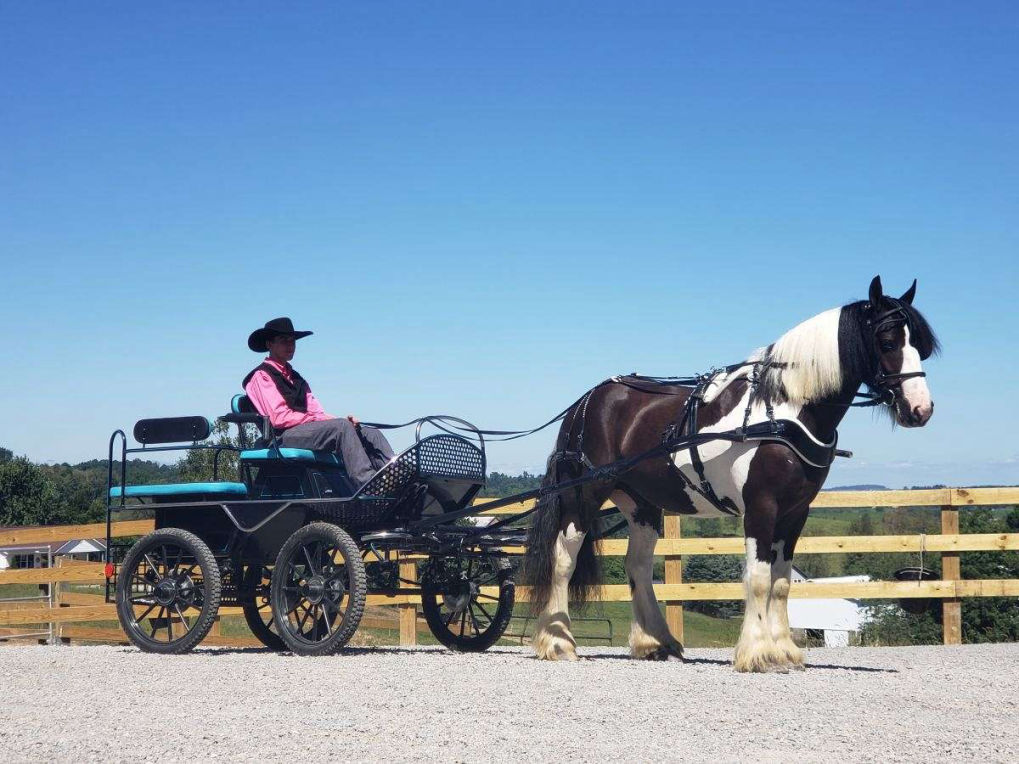 Colabo black overo Gypsy Vanner gelding