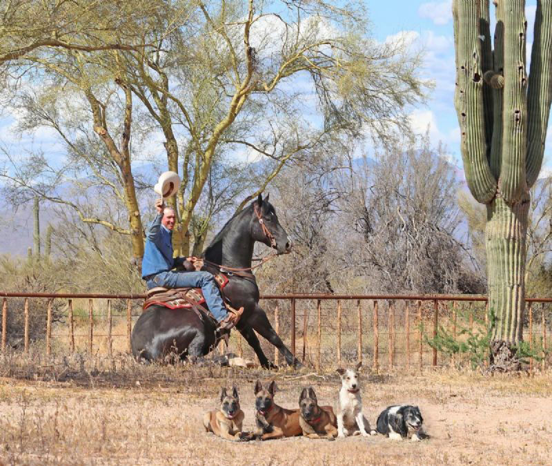 Copper black Quarter Horse gelding