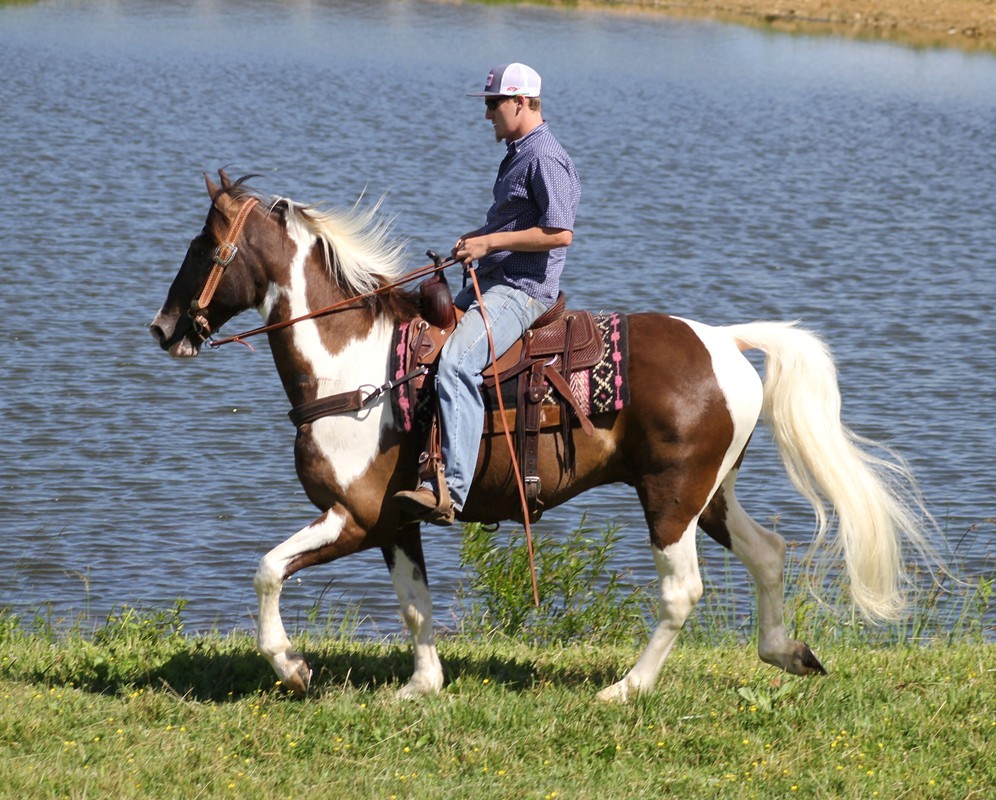 Cougar chocolate tobiano Tennessee Walking Horse gelding