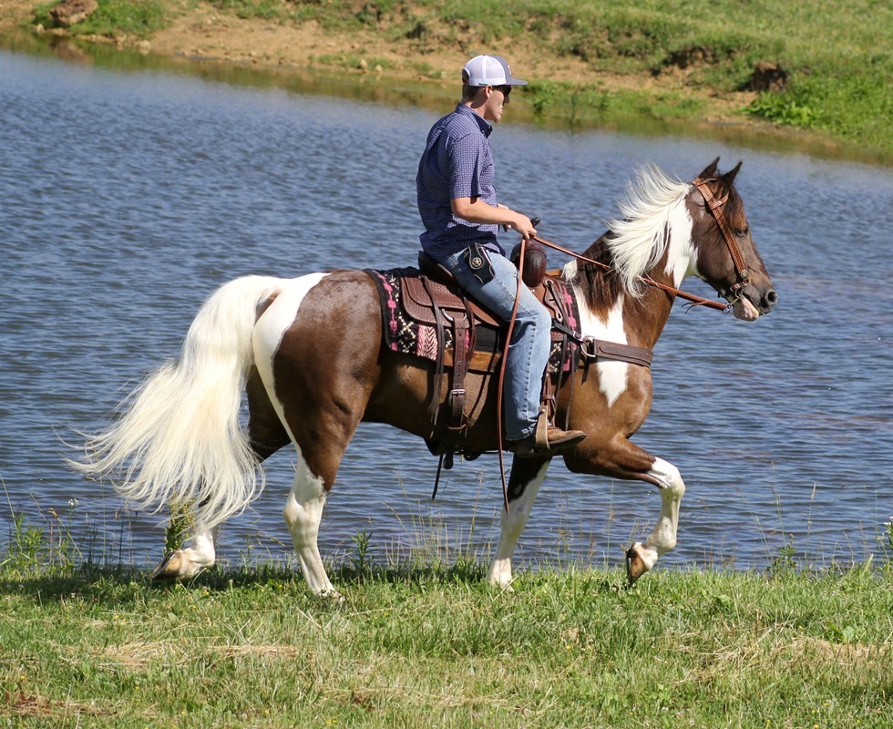 Cougar chocolate tobiano Tennessee Walking Horse gelding