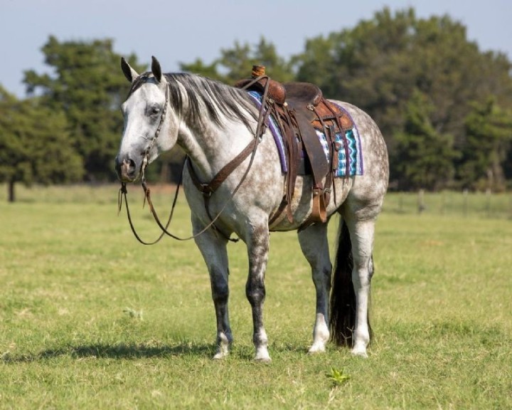 Cruiser gray Quarter Horse gelding